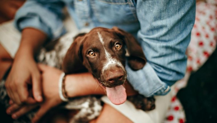 Köpek Isırması Tazminat Davası Kime Açılır, Ne Kadar Tazminat Alınır