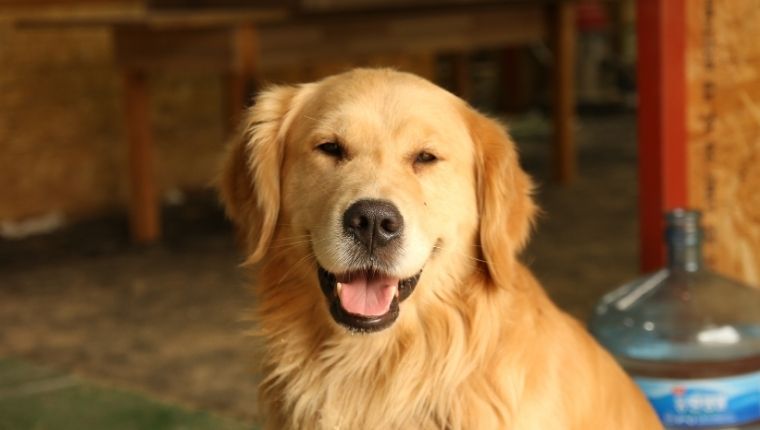 Köpek ısırması tazminatı ne kadar, nasıl hesaplanır